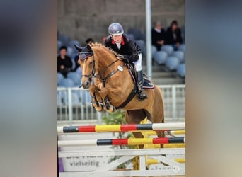 Berittplatz o. Rehaplatz frei (ab Sept) mit besten Haltungsbedingungen - individuell und pro Pferd