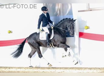 Dressurpferde ausbildung