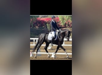 Freie Berittplätze für Dressur- & Springpferde