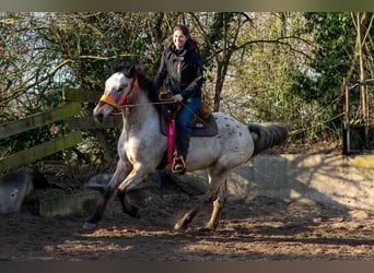 Ganzheitlicher Beritt mit Herz