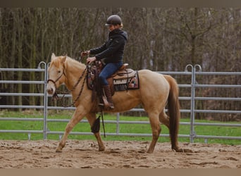 Ganzheitlicher Beritt & Pferdetraining, Ausbildung für Mensch & Pferd