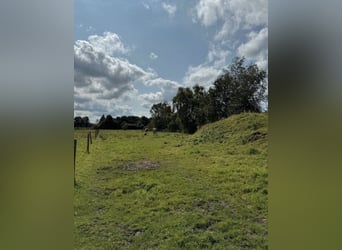 Grundausbildung von Jungpferden | Problem Pferde | Beritt für dein Pferd in der Nähe (Ostfriesland)