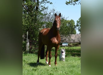 Professionelle Pferdeausbildung & Beritt, Stutenleistungsprüfung