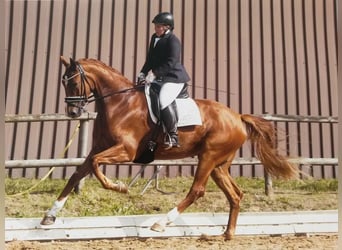 Professionelle Pferdeausbildung & Beritt, Stutenleistungsprüfung