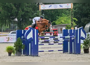 Springpferde Beritt in neu renovierter Anlage bei Luzern