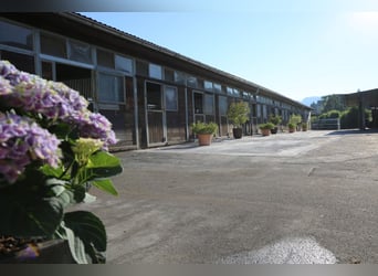 Springpferde Beritt in neu renovierter Anlage bei Luzern