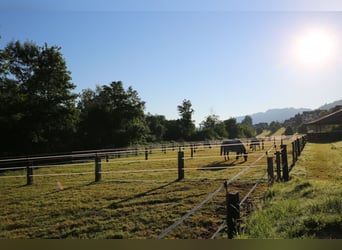 Springpferde Beritt in neu renovierter Anlage bei Luzern