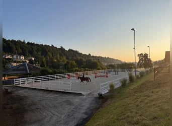 Springpferde Beritt in neu renovierter Anlage bei Luzern