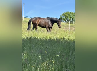Vollberitt Dressur/  Anreiten - S***