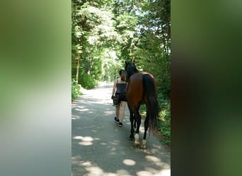 8-Wochen-Powerkurs "Mental stark reiten"