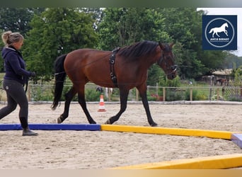 Biomechanisches Training oder wie trainiere ich mein Pferd gesund?