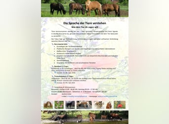 Die Sprache der Pferde verstehen/2-Tages-Tierkommunikationskurs