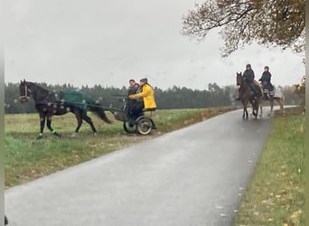 Distanzseminare für Einsteiger und Fortgeschrittene, Reiter und Fahrer
