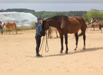 Ferienkurse Natural Horsemanship Sommer 2024