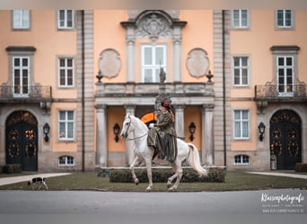 Individueller Theorie und Reitkurs mit Dr. Diana Krischke am 24.10-25.10.2026 auf der Finca Barock