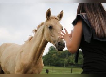 Kommunikation und Interaktion Pferd - Reiter 13.09.26 ab 13:00 Uhr