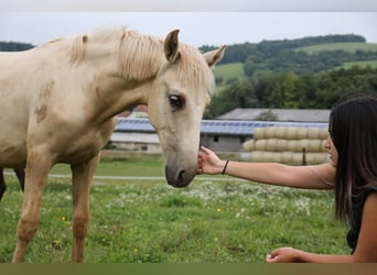 Kommunikation und Interaktion Pferd - Reiter 13.09.26 ab 13:00 Uhr