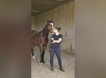 Mein Kopf, mein Pferd, mein Erfolg - Mentaltraining für Reiter
