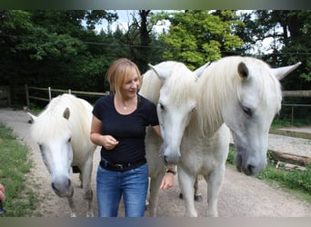 Pferdeflüstern leicht gemacht ;) oder Horsemanship mal anders 
