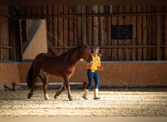Pferdetrainer werden! | Ausbildung zum natural.horsing Basistrainer