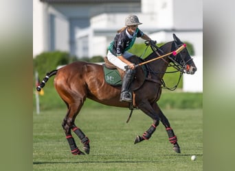 Polo Schnupperkurs auf dem Ettikoner Hof
