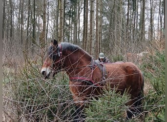 ROTHwild-Schule - Fahren vom Boden // Holzrücken