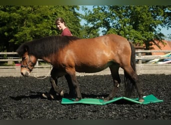 Workshop Körperwahrnehmung & Bewegungsgefühl deines Pferdes verbessern