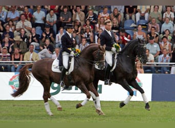 Dressurtraining, Verkauf und Ausbildung von Dressurpferden bis zum Grand Prix