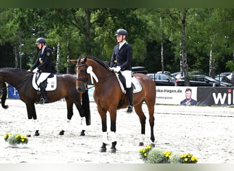 Dressurtraining, Verkauf und Ausbildung von Dressurpferden bis zum Grand Prix