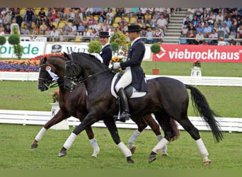 Dressurtraining, Verkauf und Ausbildung von Dressurpferden bis zum Grand Prix