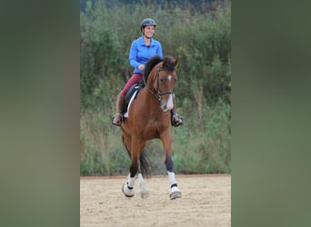 ganzheitlicher Reitunterricht auf Schulpferden / eigenem Pferd, Dressur, Dressurunterricht, u.v.m.
