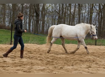 Mobiler Beritt & Unterricht in Sachsen