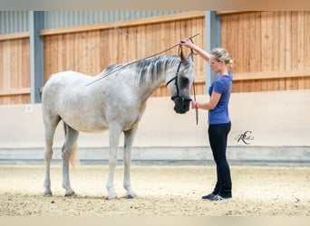 Mobiler Reitunterricht, Reitkunst - Alena Morgenstern