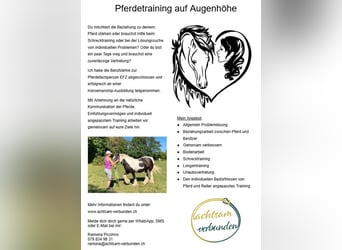 Pferdetraining, Unterricht, Urlaubsvertretung