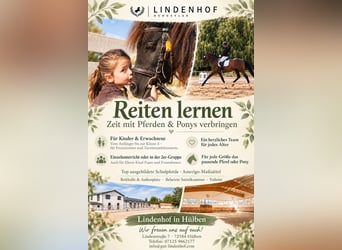 Reitunterricht für Anfänger bis zur Klasse S