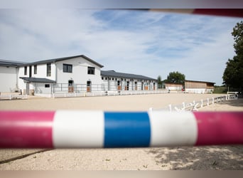 Reitunterricht für Anfänger bis zur Klasse S