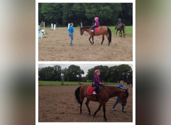 Reitunterricht für Kinder und Erwachsene! Freizeit Pferd Pony