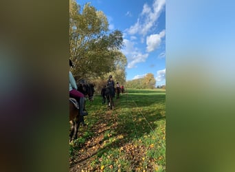 Reitunterricht für Kinder und Erwachsene! Freizeit Pferd Pony