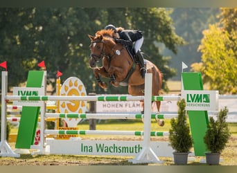 Reitunterricht für Kinder und Erwachsene! Freizeit Pferd Pony