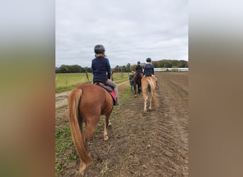 Reitunterricht für Kinder und Erwachsene! Freizeit Pferd Pony