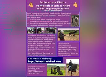 Reitunterricht, Isländer, Gangpferde, Erwachsene, Kinder, Senioren