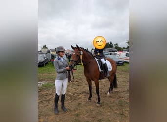 Reitunterricht Kinder Einstieg in den Reitsport