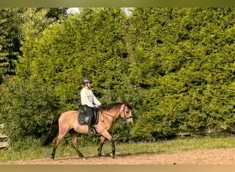 Reitunterricht & Unterstützung rund ums Pferd 🐴