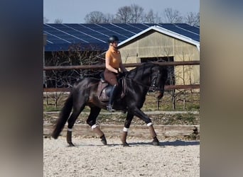 Suche Reitunterricht Training auf Dressurpferd 