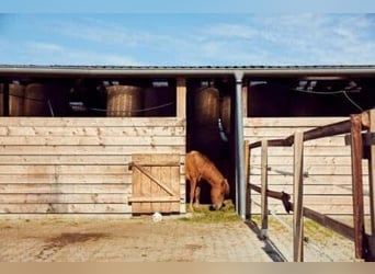10 Paddockboxen + Wohnung zu verpachten – mit Mitnutzung großer Reitanlage