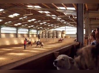 10 Paddockboxen + Wohnung zu verpachten – mit Mitnutzung großer Reitanlage