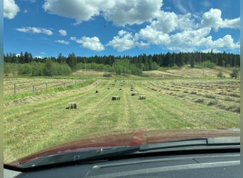 32 ha Hilltop-Ranch. Familien- u. Pferde-Paradies in grandioser Lage. Kanada- British Columbia.