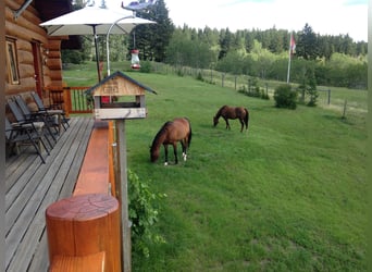 32 ha Hilltop-Ranch. Familien- u. Pferde-Paradies in grandioser Lage. Kanada- British Columbia.
