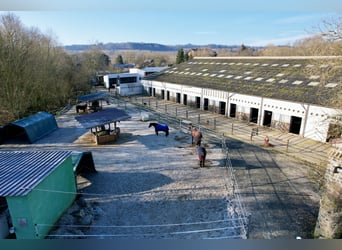 Attraktive Reitanlage zwischen Montabaur und Limburg