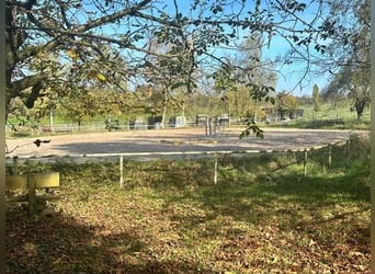 Baden Württemberg, Landkreis Heilbronn - Reitanlage zu verkaufen!